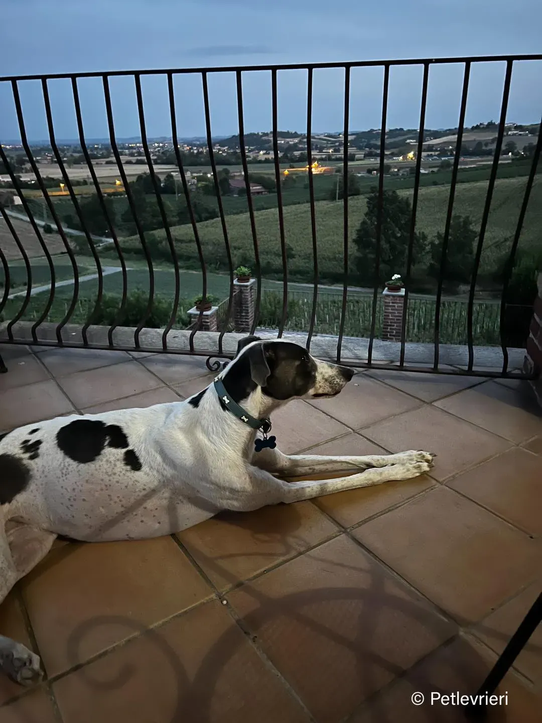 leo greyhound pet levrieri felici casa9