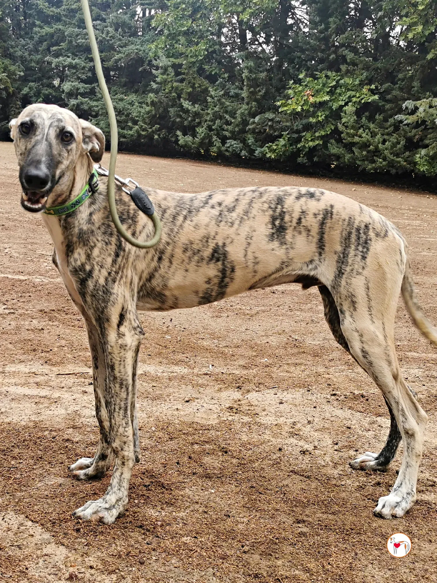 leo galgo adozione 01