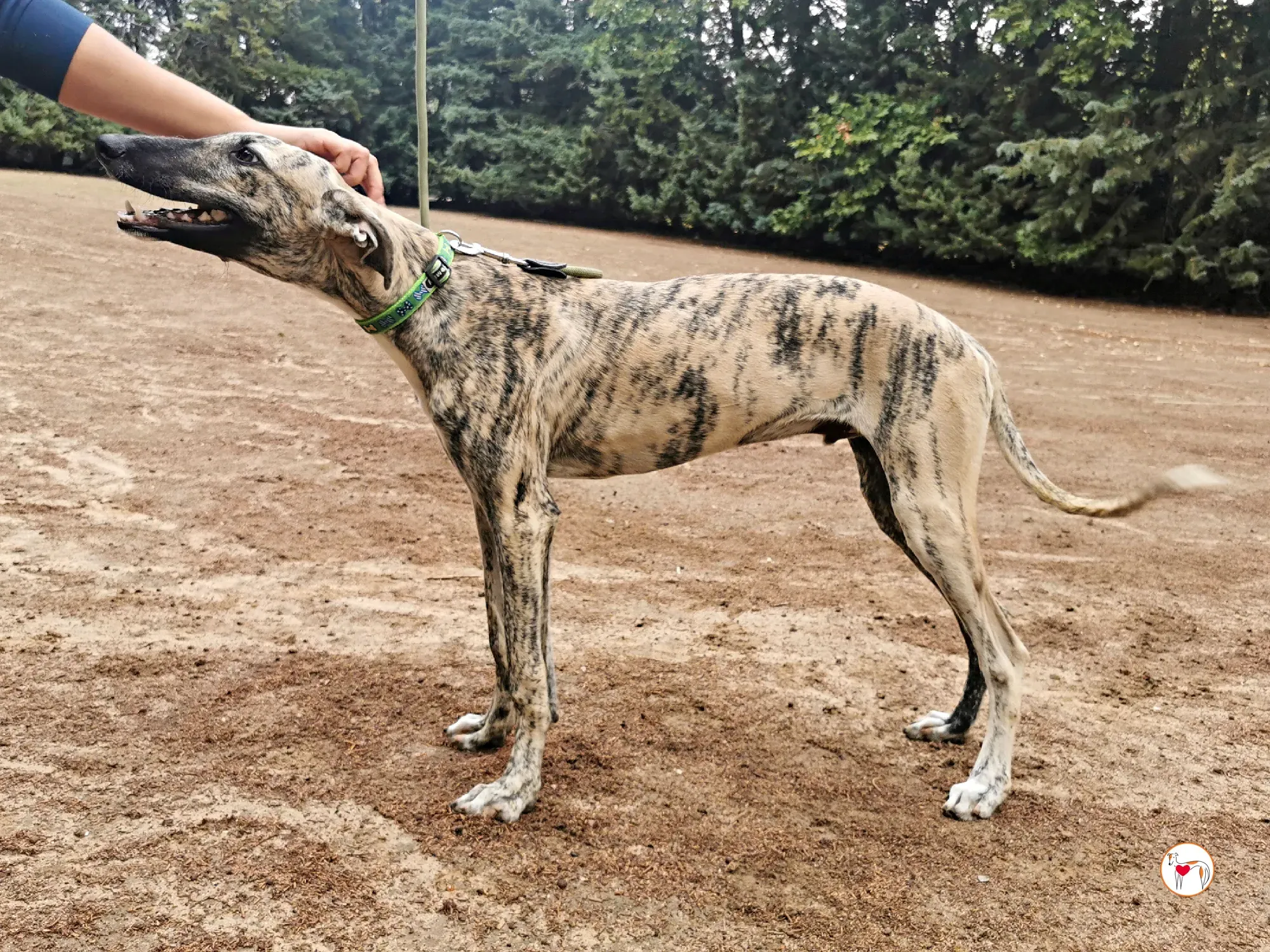 leo galgo adozione 02