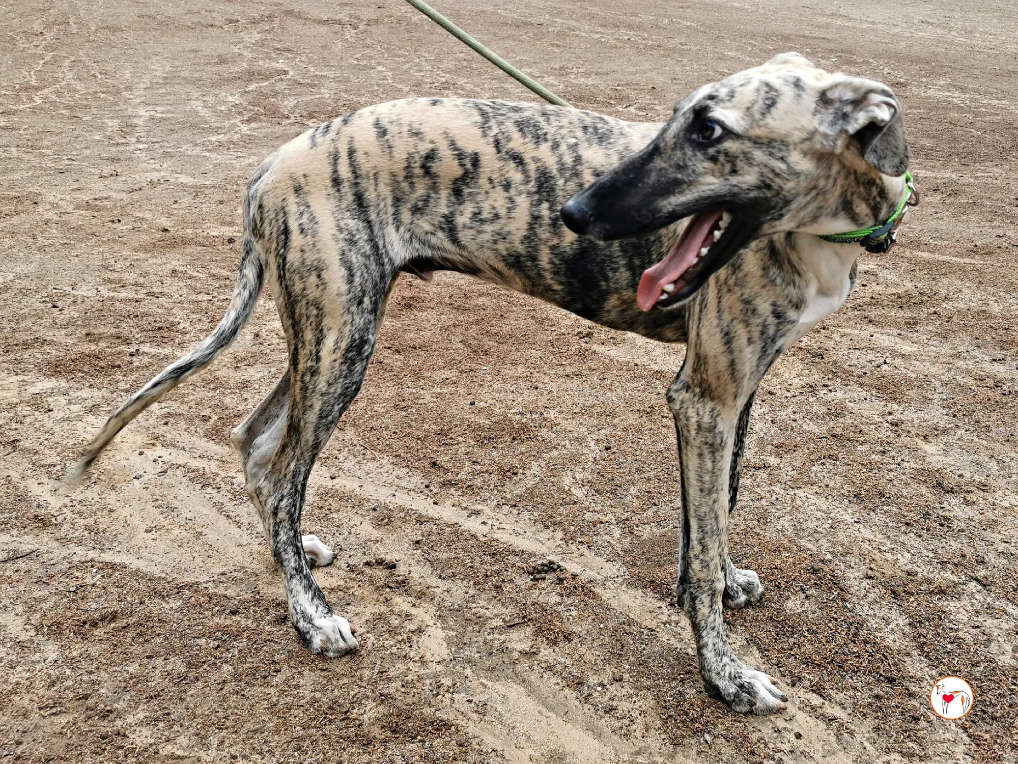 leo galgo adozione 03