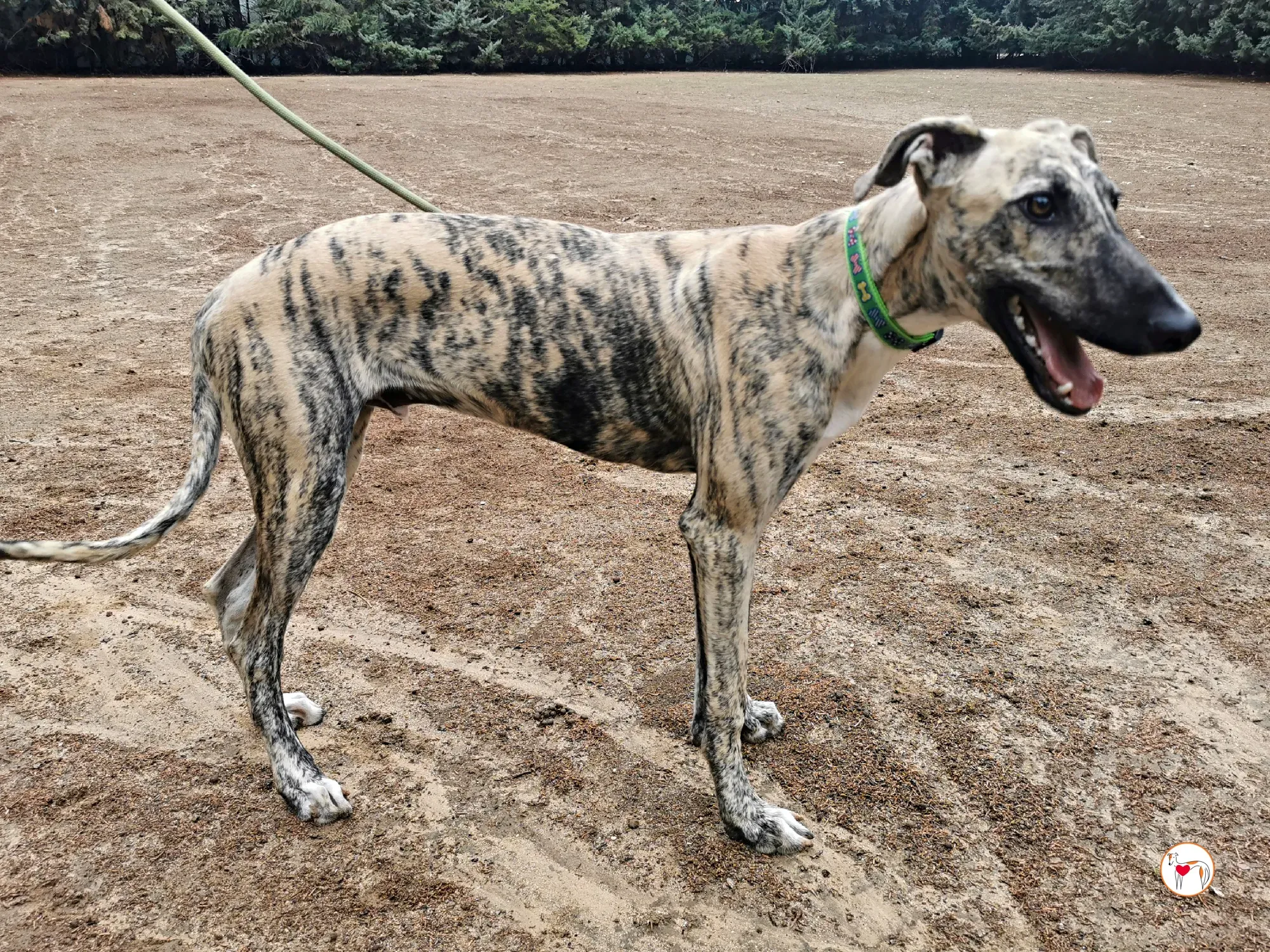 leo galgo adozione 04