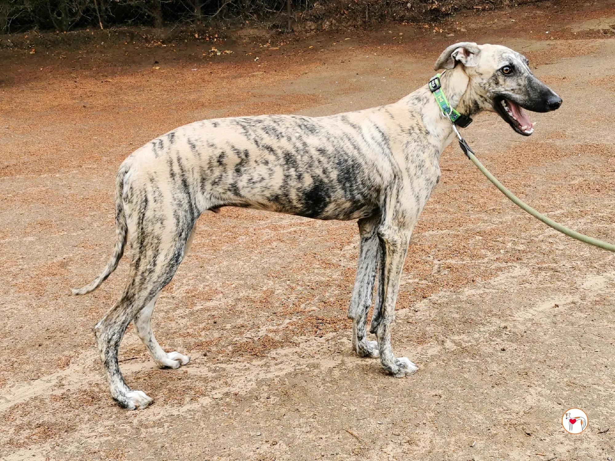 leo galgo adozione 05