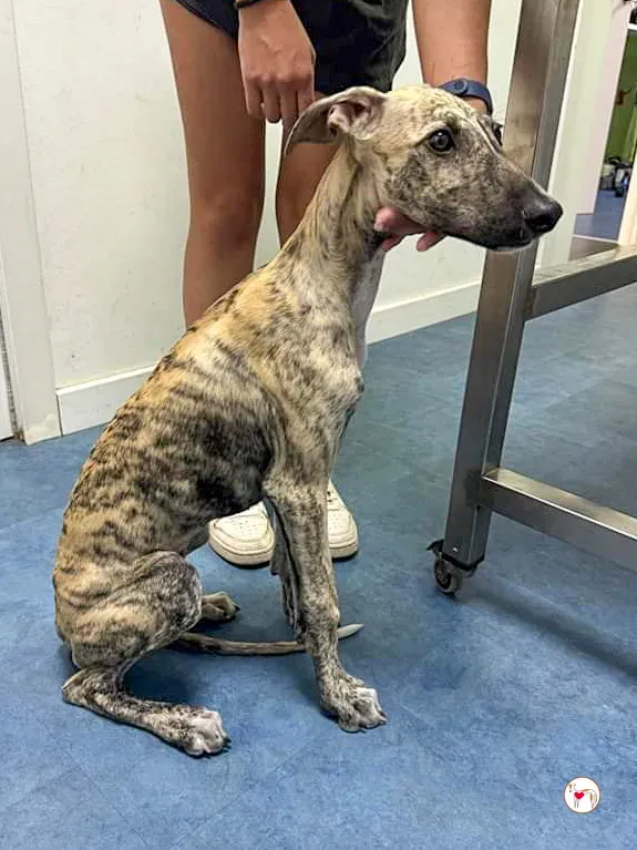 leo galgo adozione 06