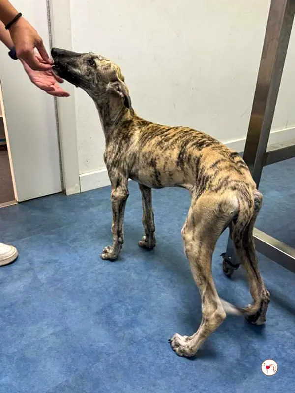 leo galgo adozione 07