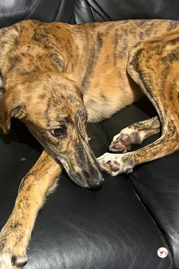 leo grey adozione 01