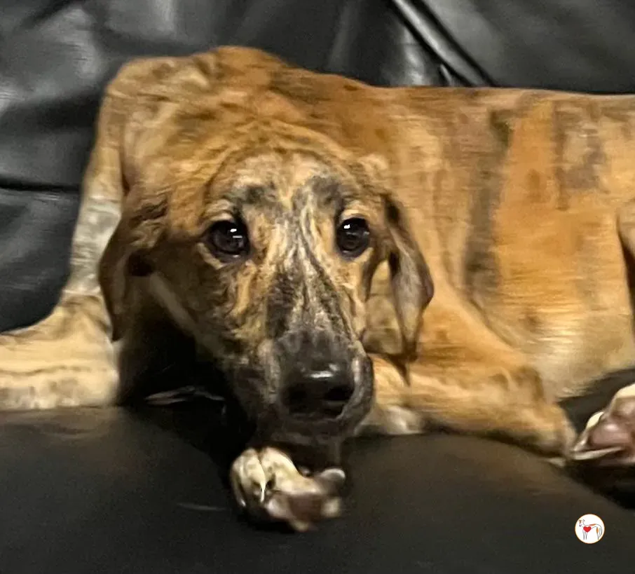 leo grey adozione 02