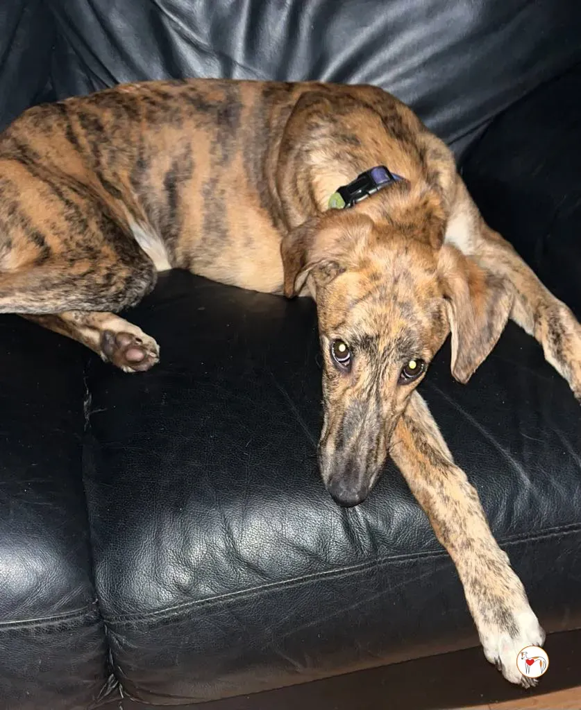 leo grey adozione 03