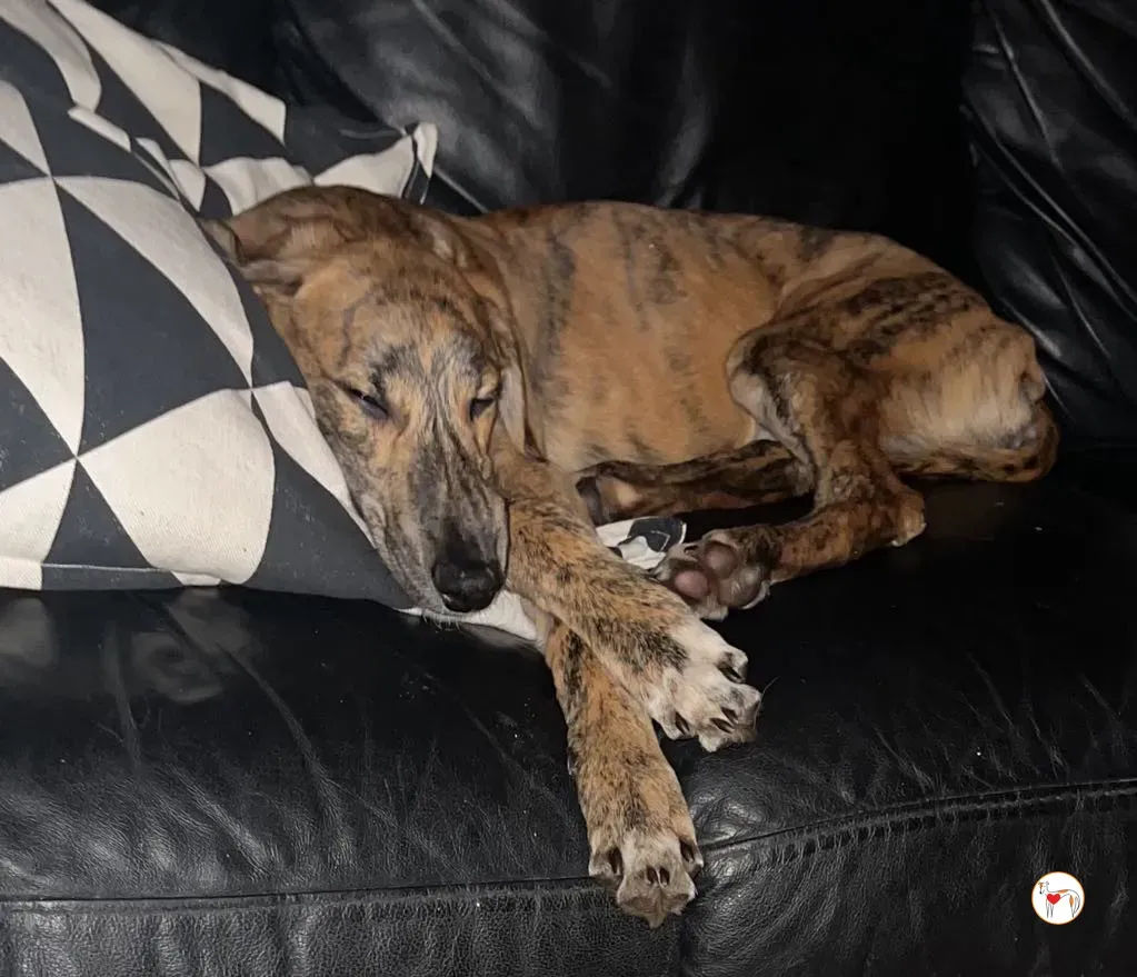 leo grey adozione 04