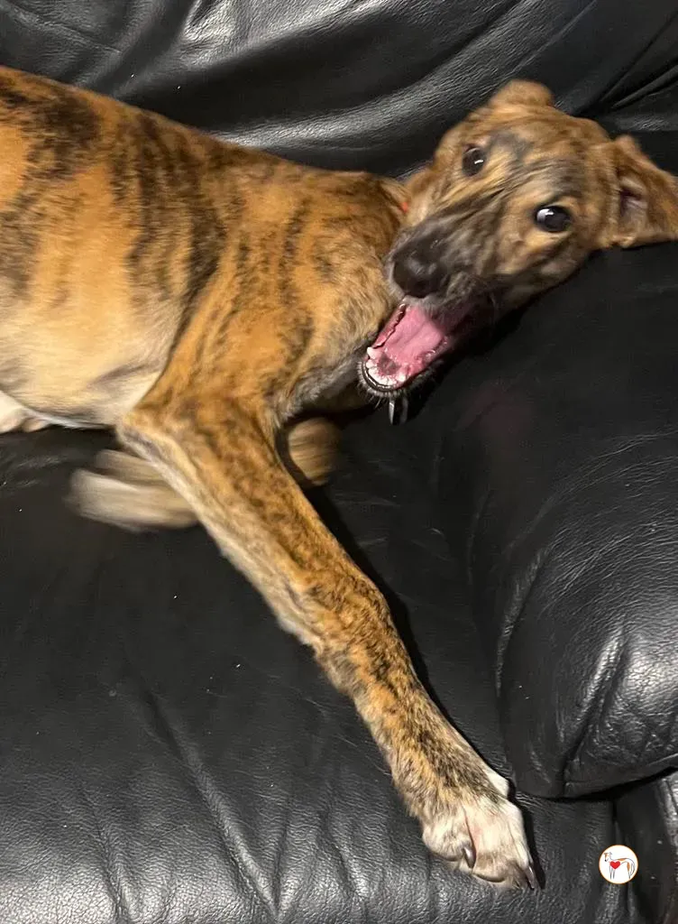 leo grey adozione 05