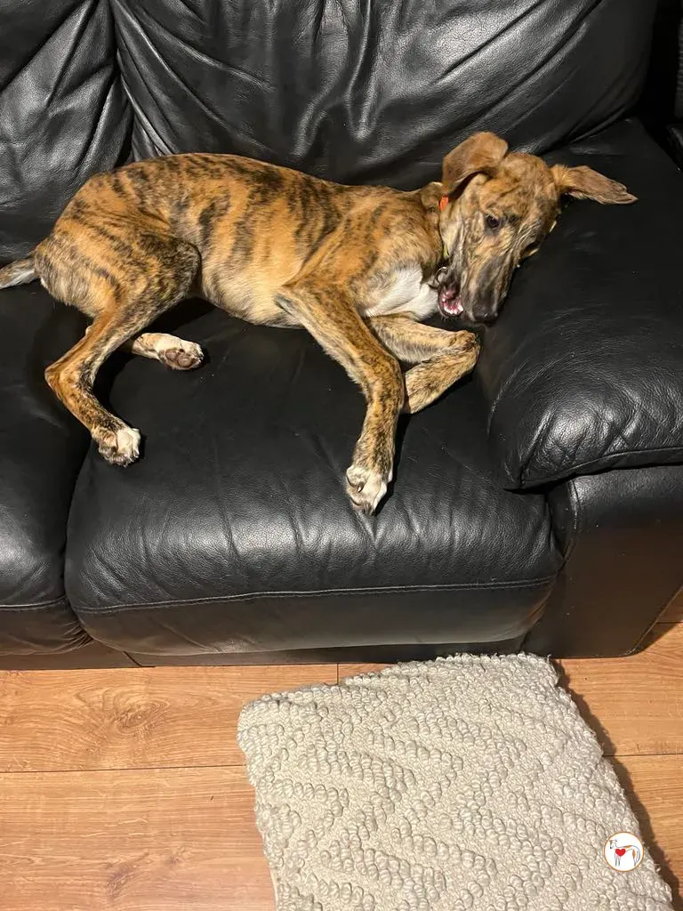 leo grey adozione 06