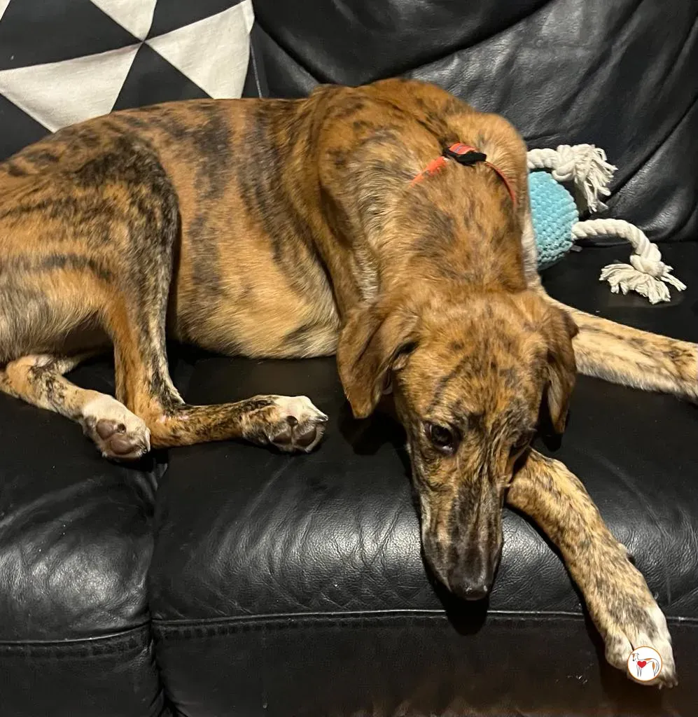 leo grey adozione 07