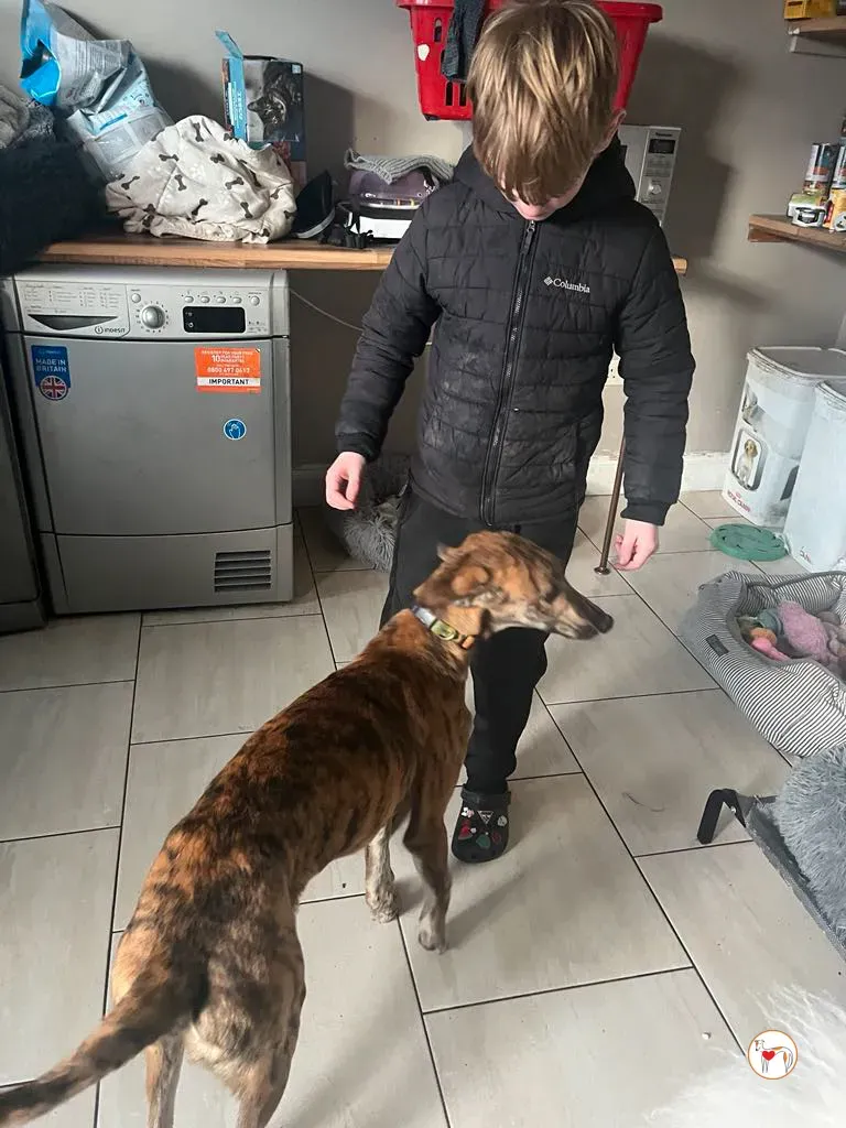 leo grey adozione 08