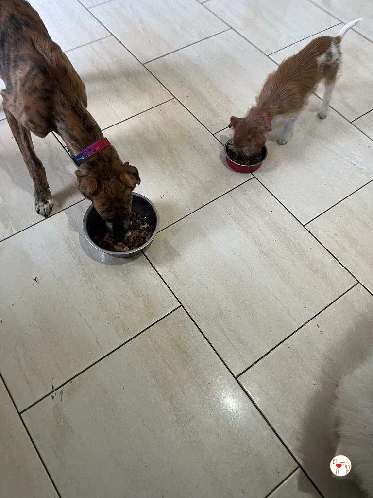 leo grey adozione 09