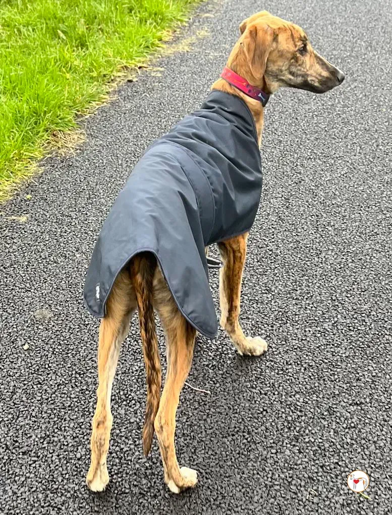 leo grey adozione 10