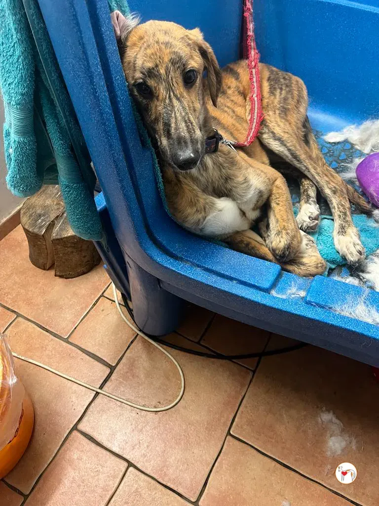 leo grey adozione 11