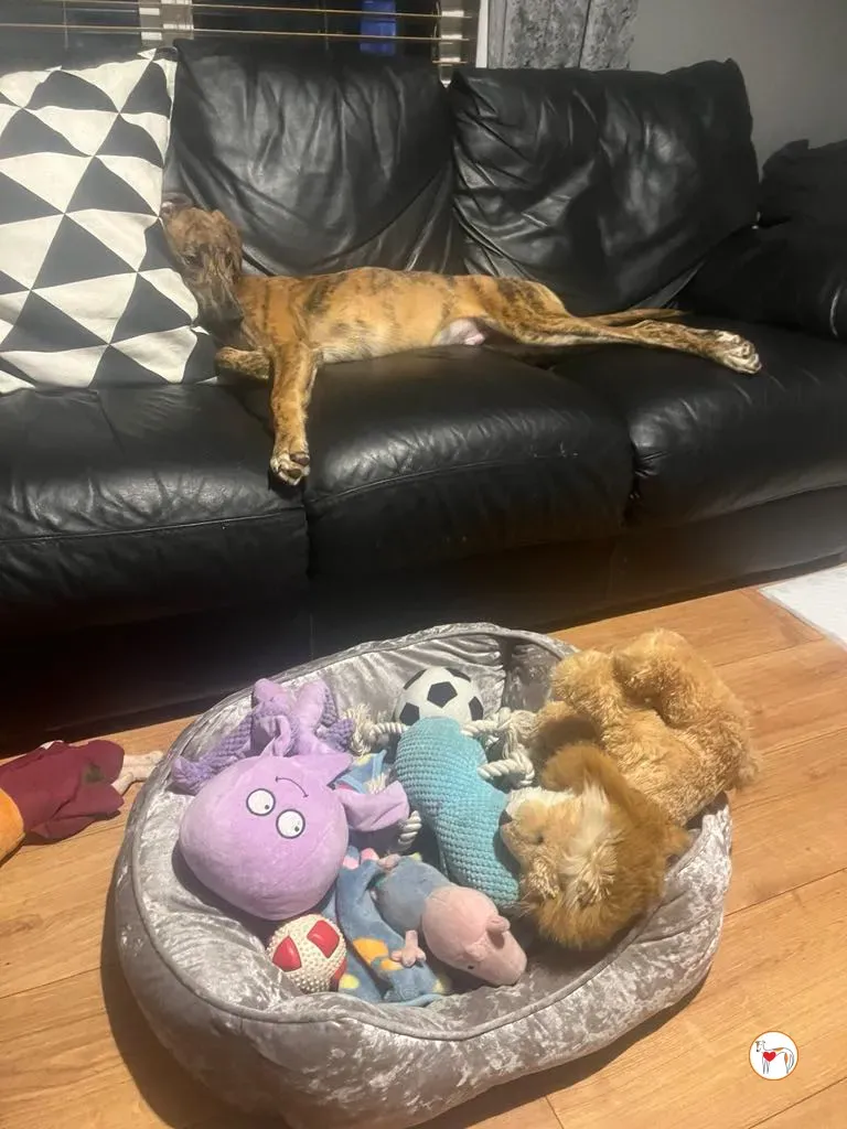 leo grey adozione 12