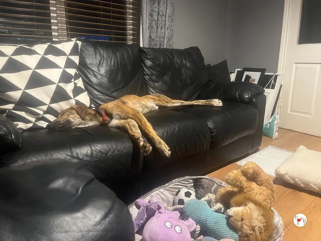 leo grey adozione 13