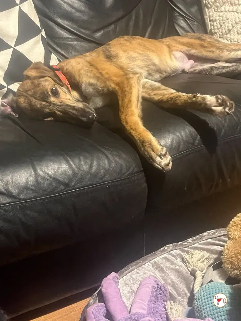 leo grey adozione 14