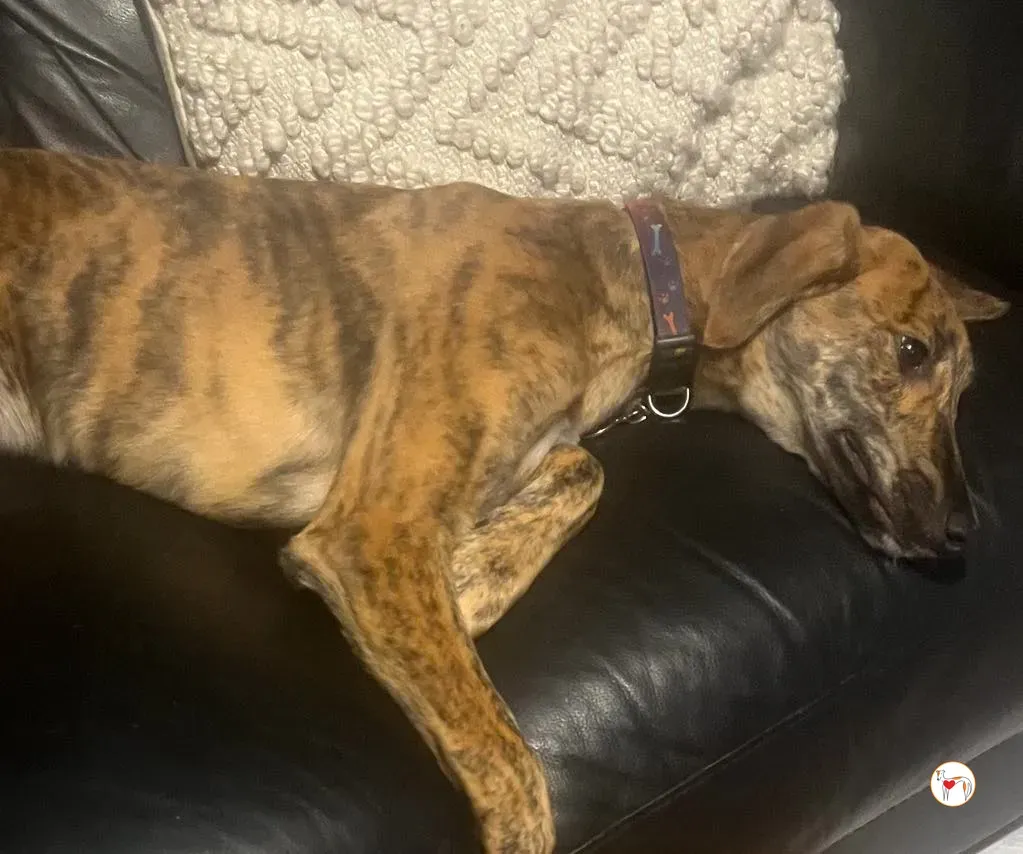 leo grey adozione 15