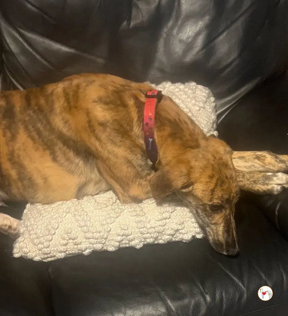 leo grey adozione 16