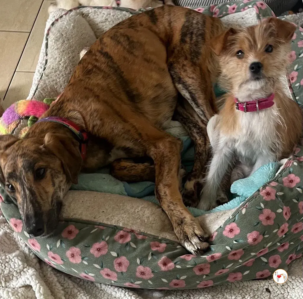 leo grey adozione 17