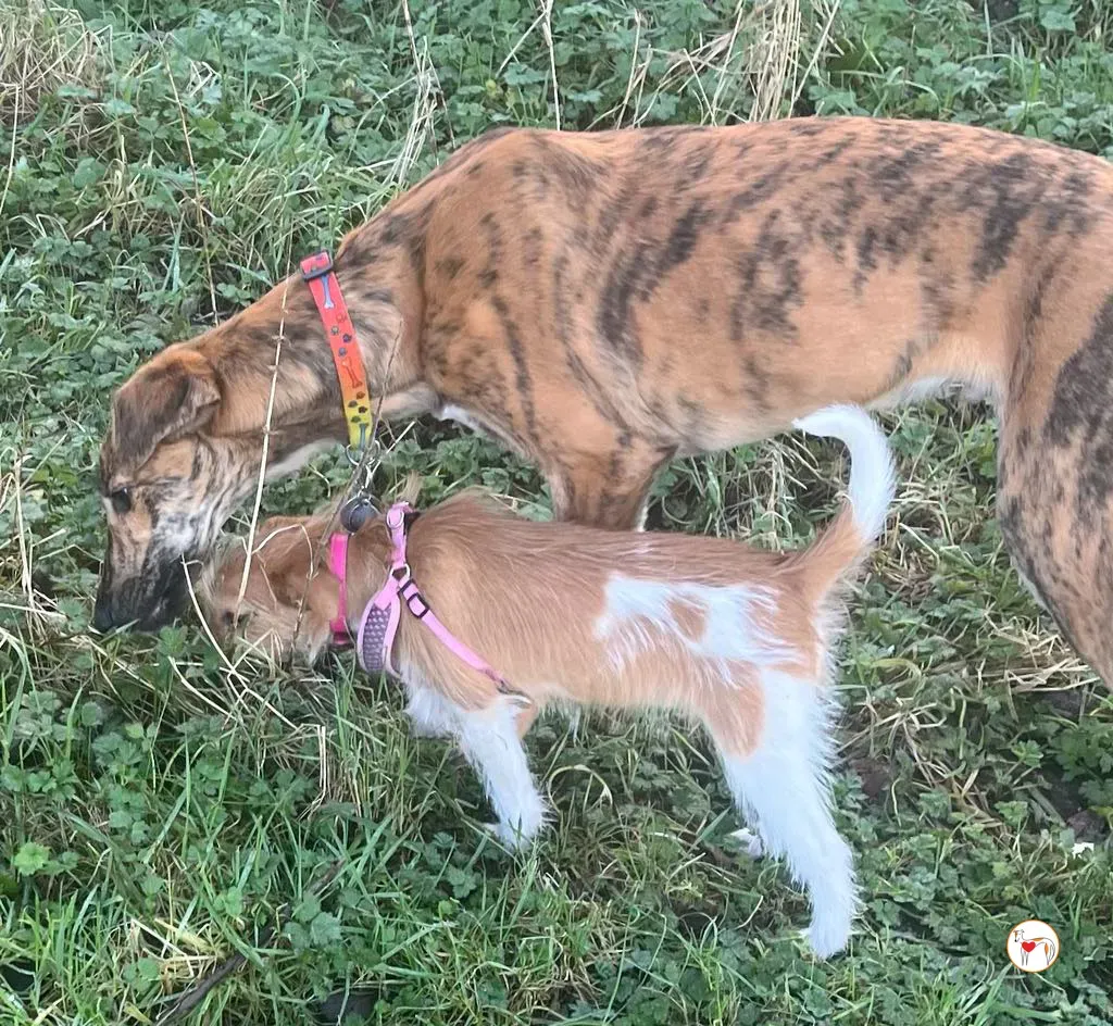 leo grey adozione 18