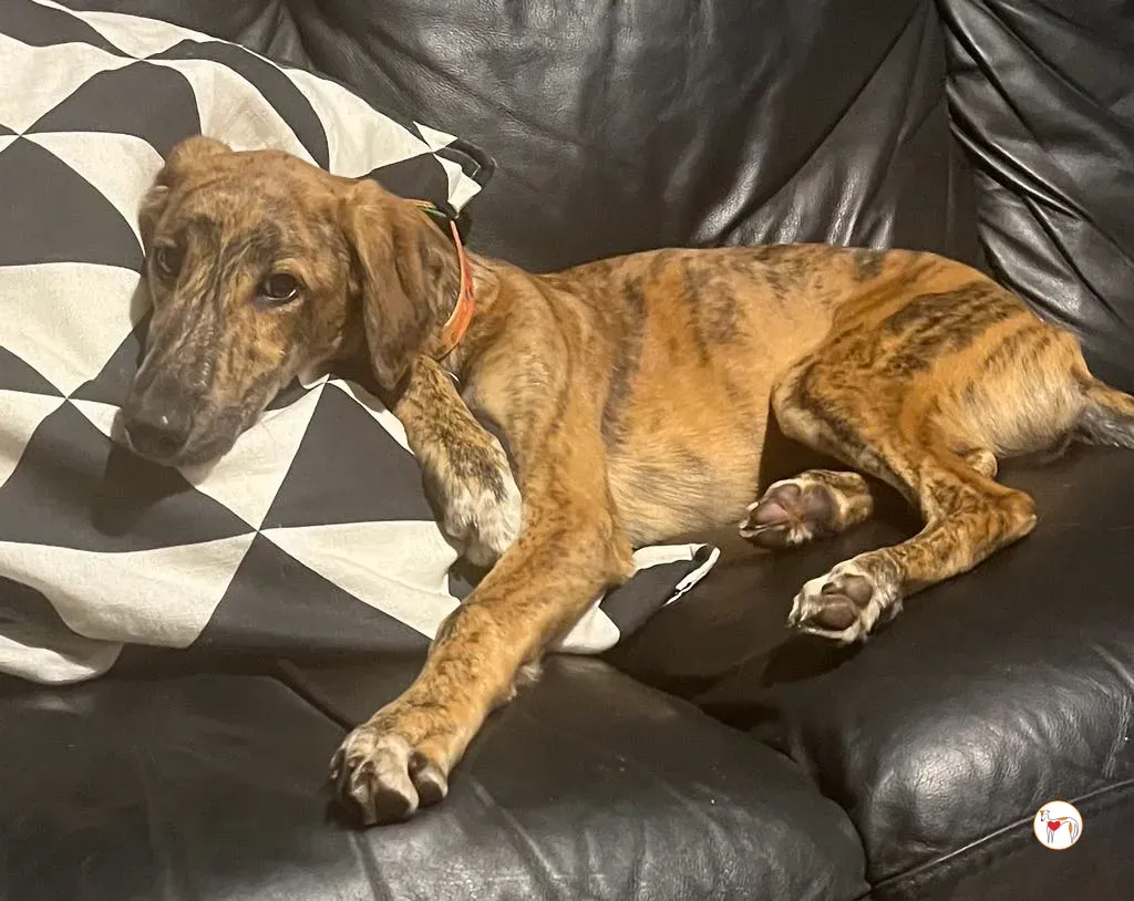 leo grey adozione 19