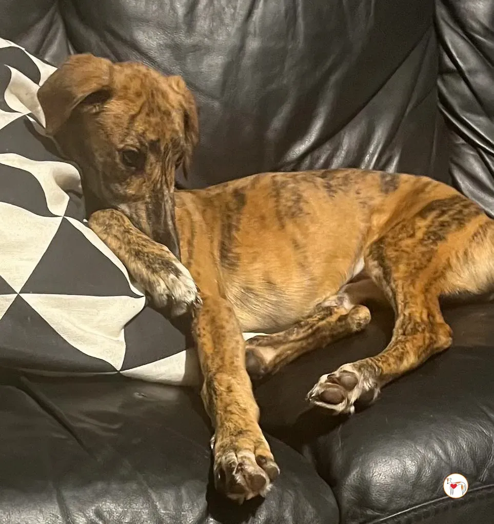 leo grey adozione 20