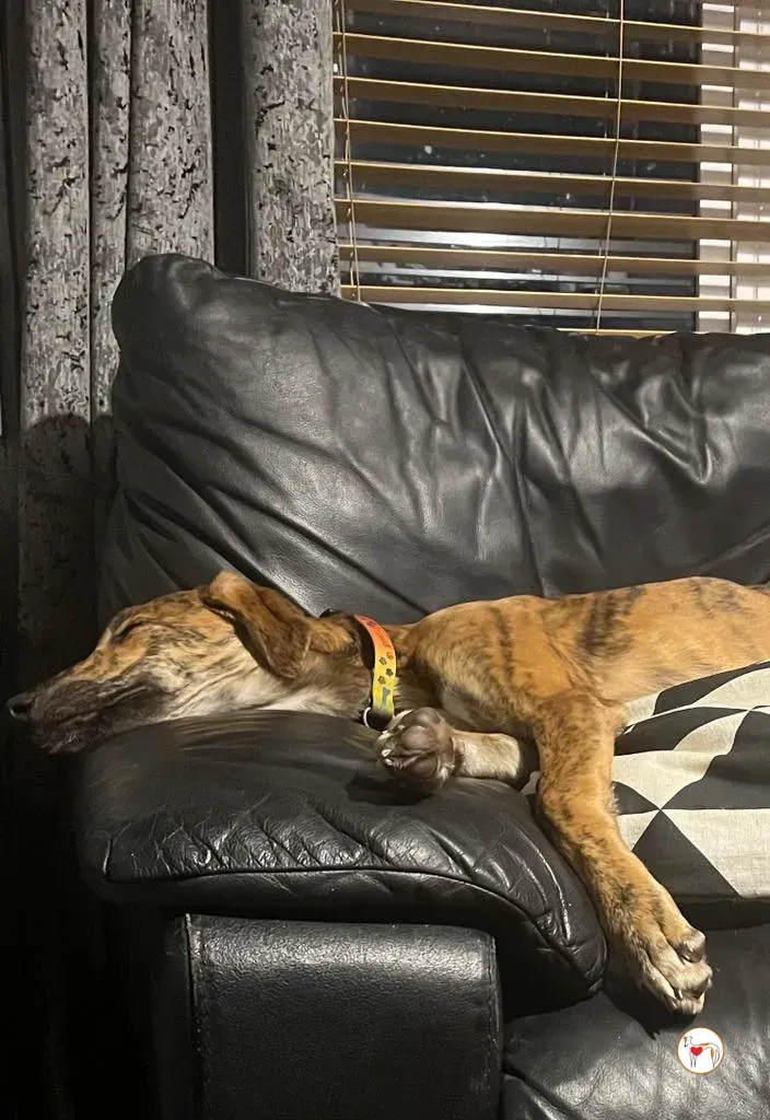 leo grey adozione 21