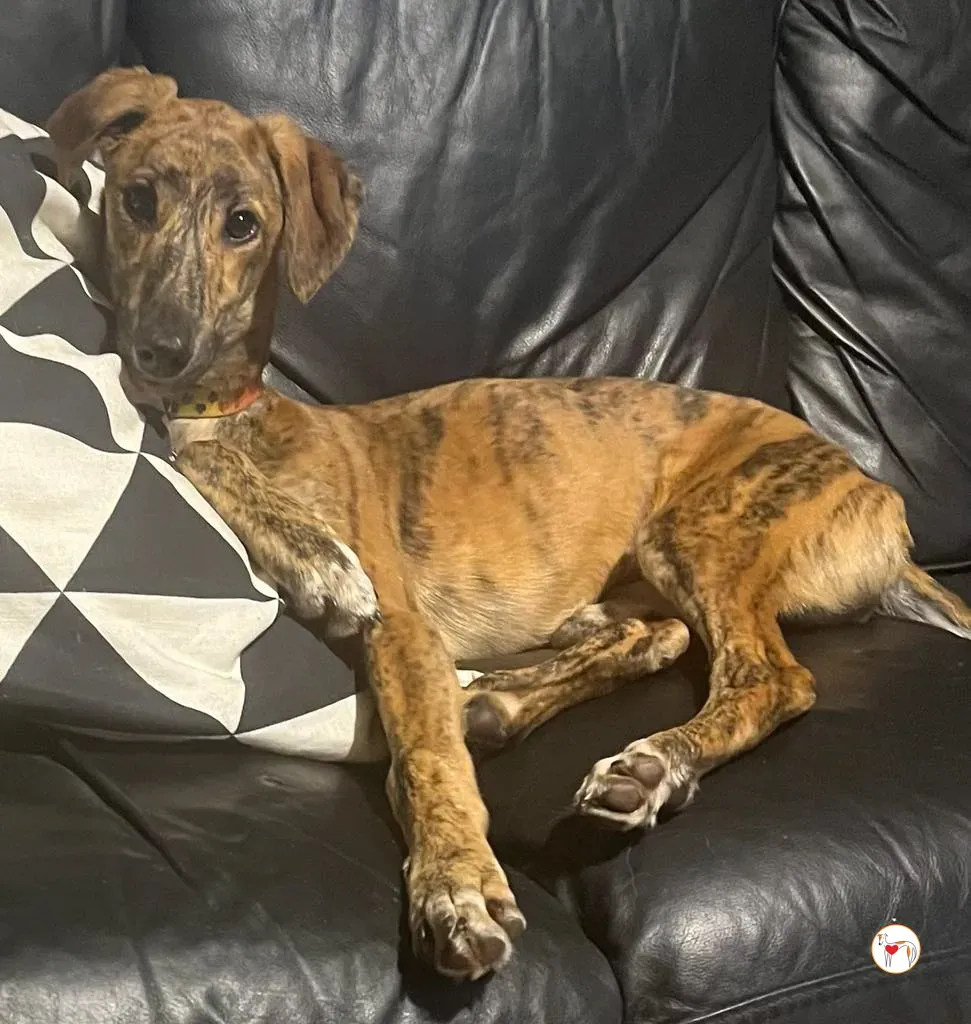 leo grey adozione 22