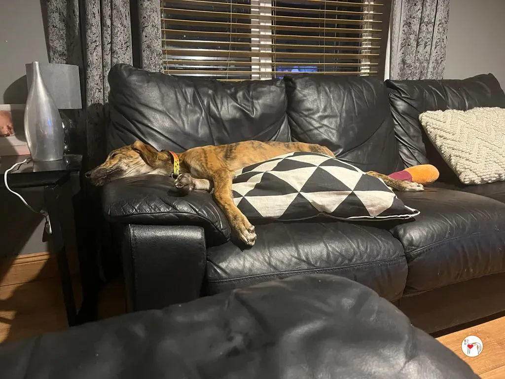 leo grey adozione 23