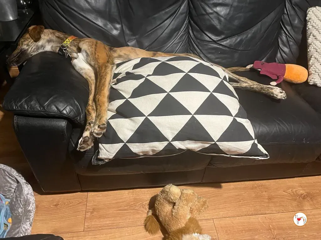 leo grey adozione 24