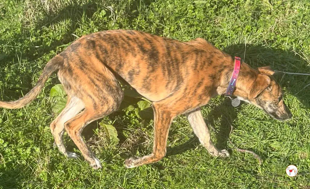 leo grey adozione 25