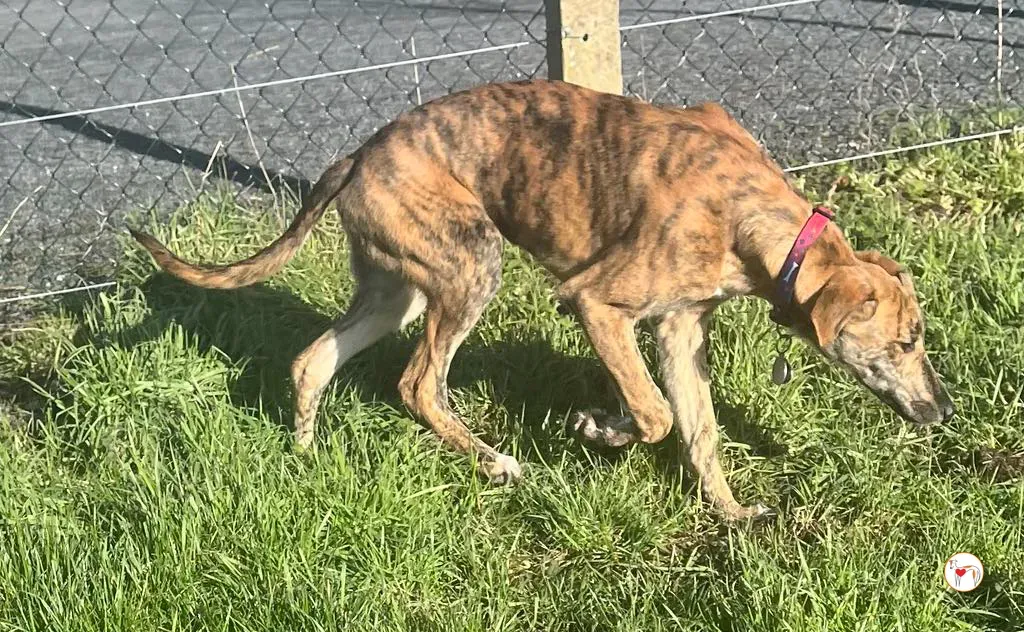 leo grey adozione 26