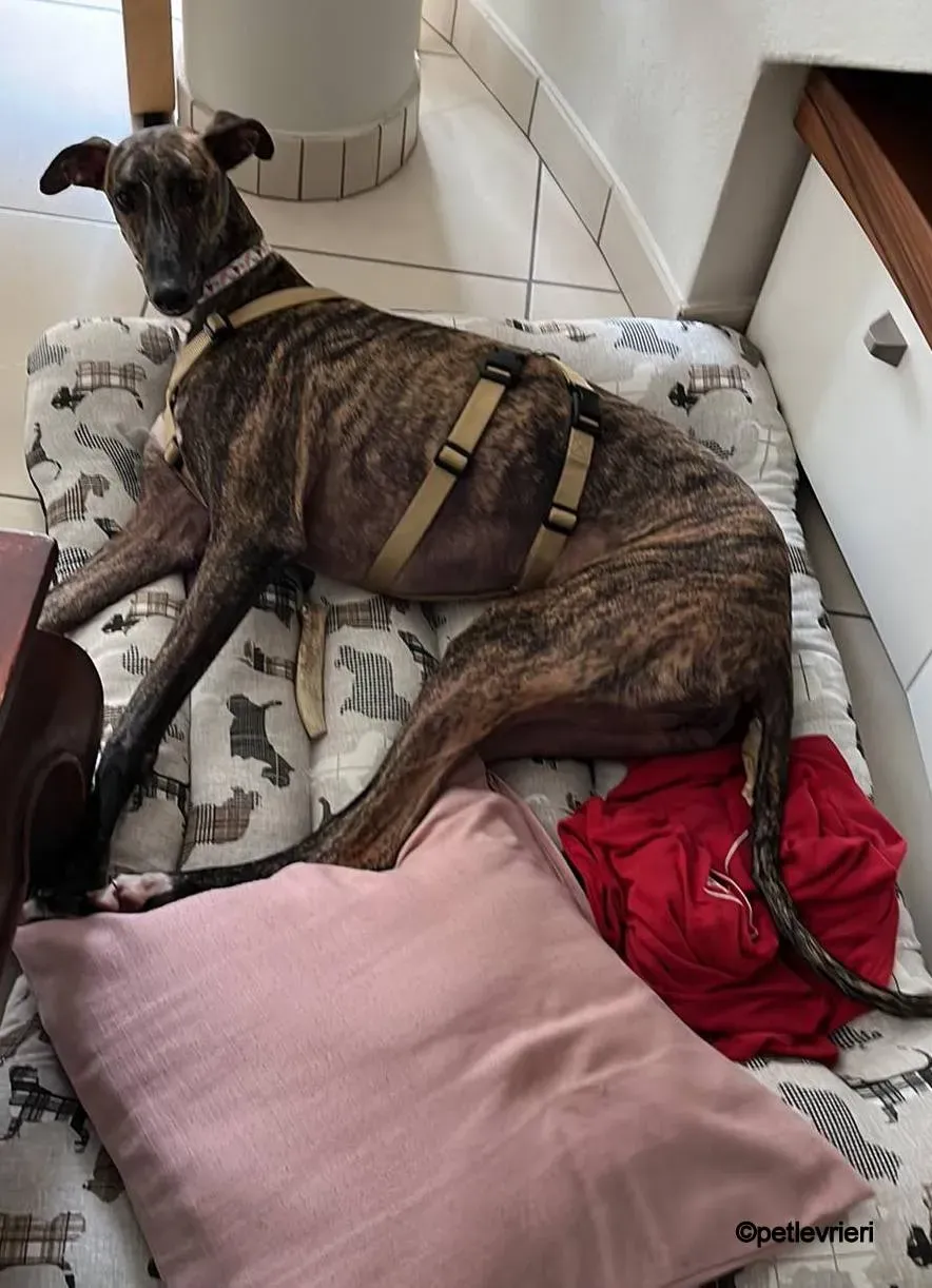 leon galgo pet levrieri felici casa