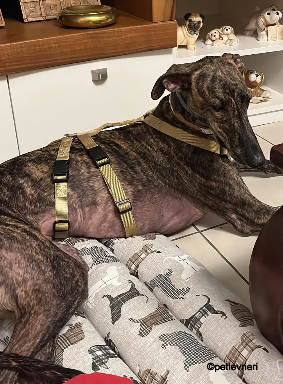 leon galgo pet levrieri felici casa1