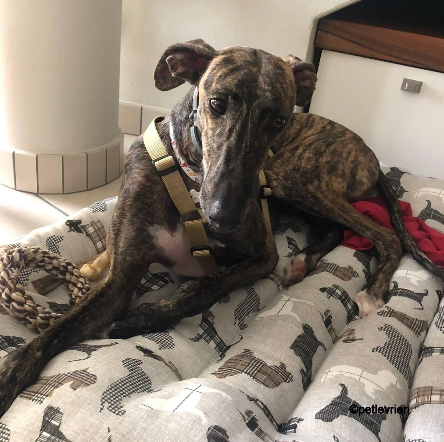 leon galgo pet levrieri felici casa2