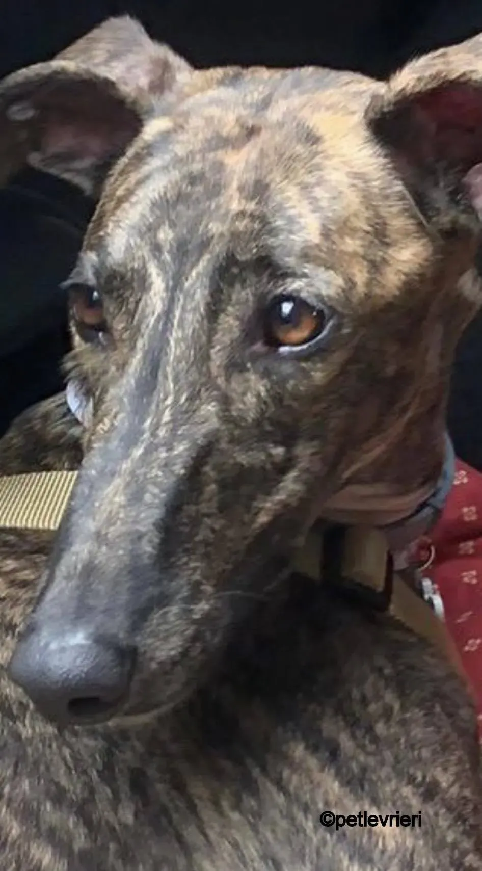 leon galgo pet levrieri felici casa3