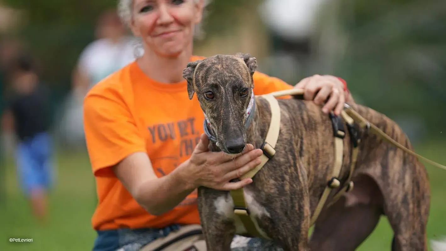 leon galgo pet levrieri felici casa4