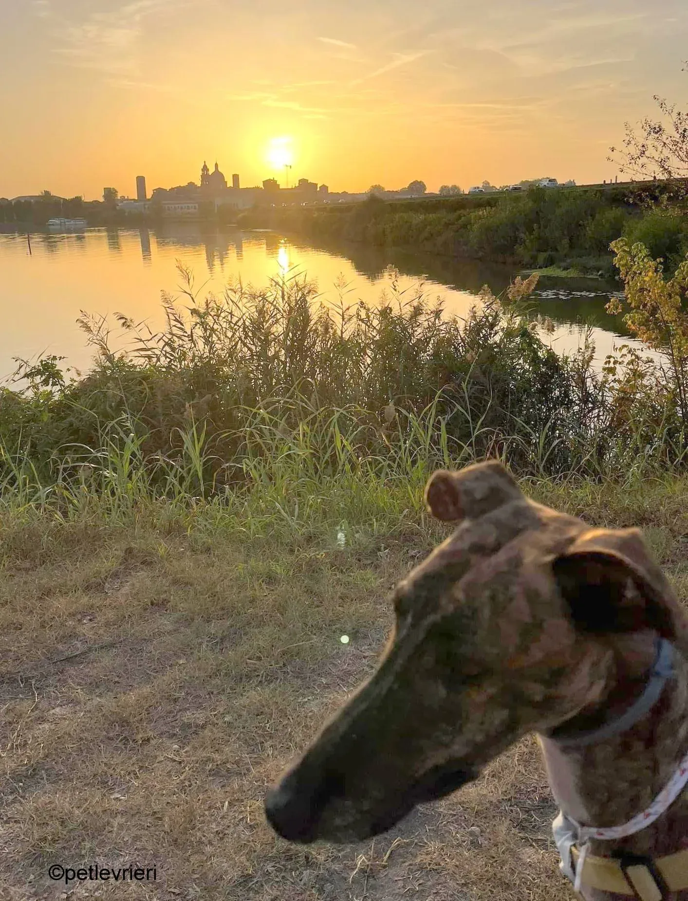 leon galgo pet levrieri felici casa5