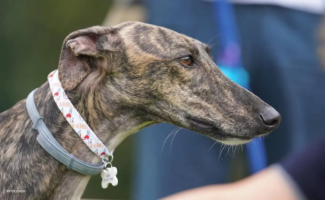 leon galgo pet levrieri felici casa6