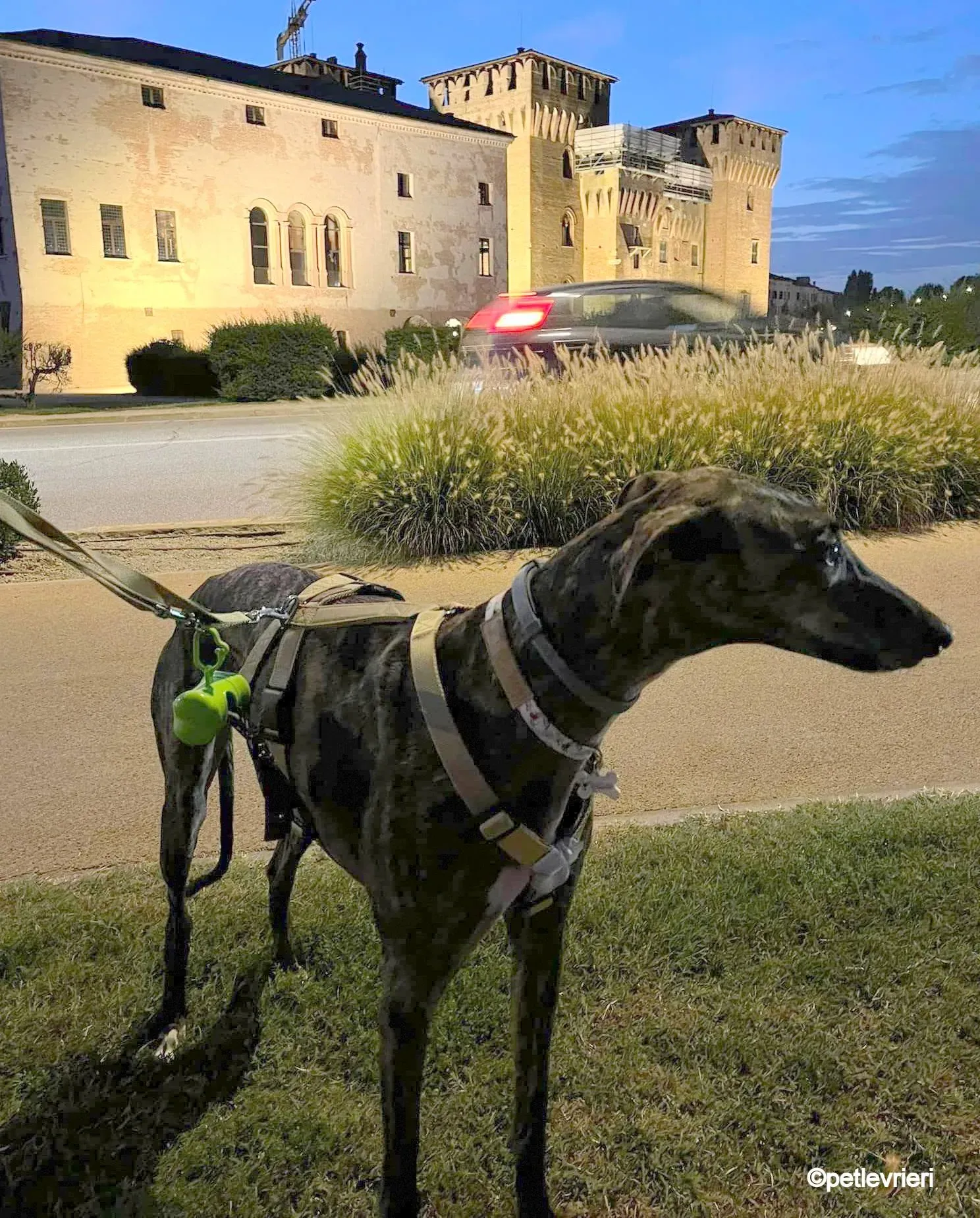 leon galgo pet levrieri felici casa8