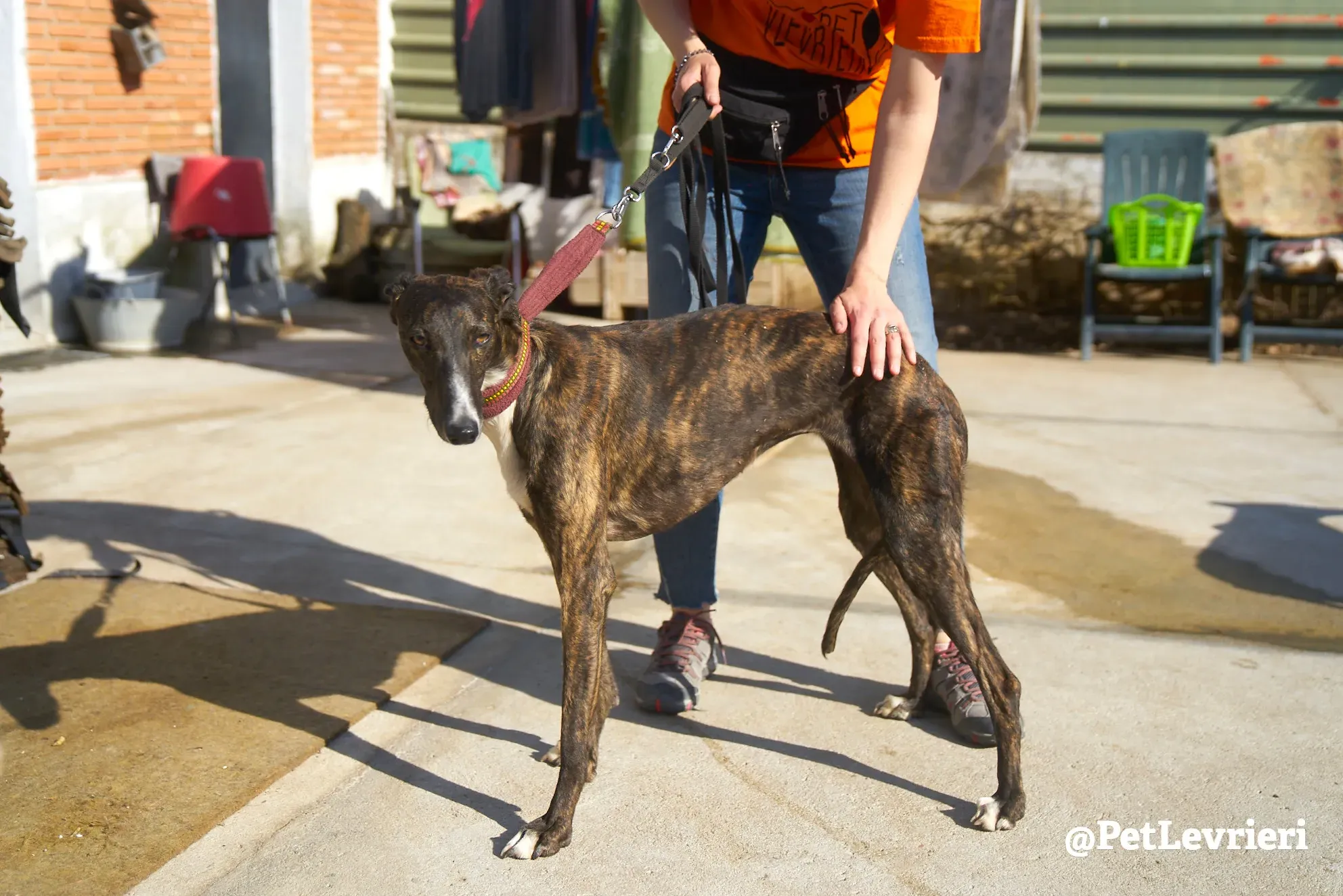 leona adozione galgo 1