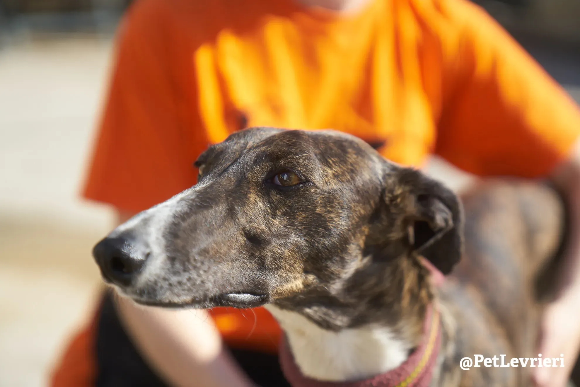 leona adozione galgo 10