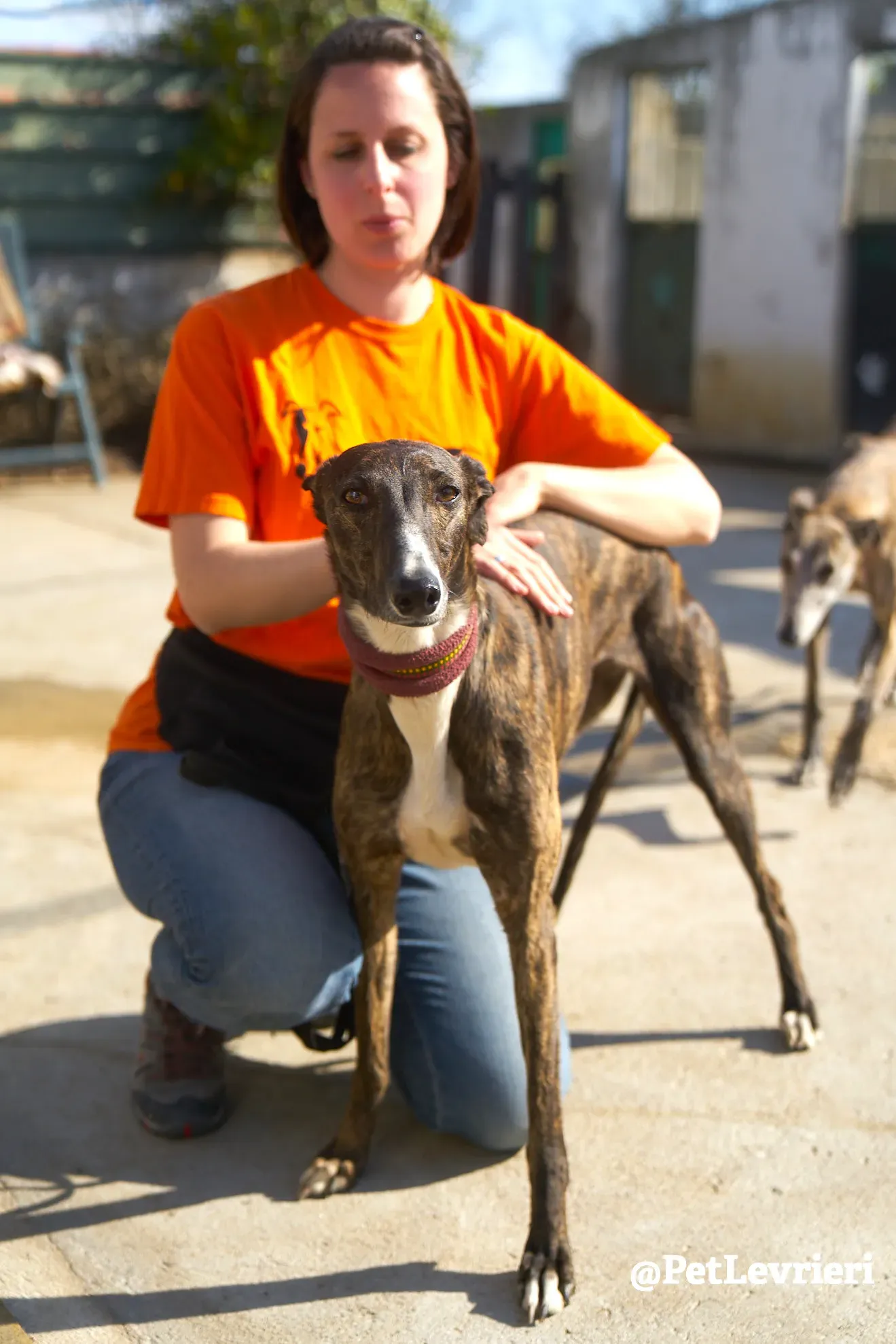 leona adozione galgo 2