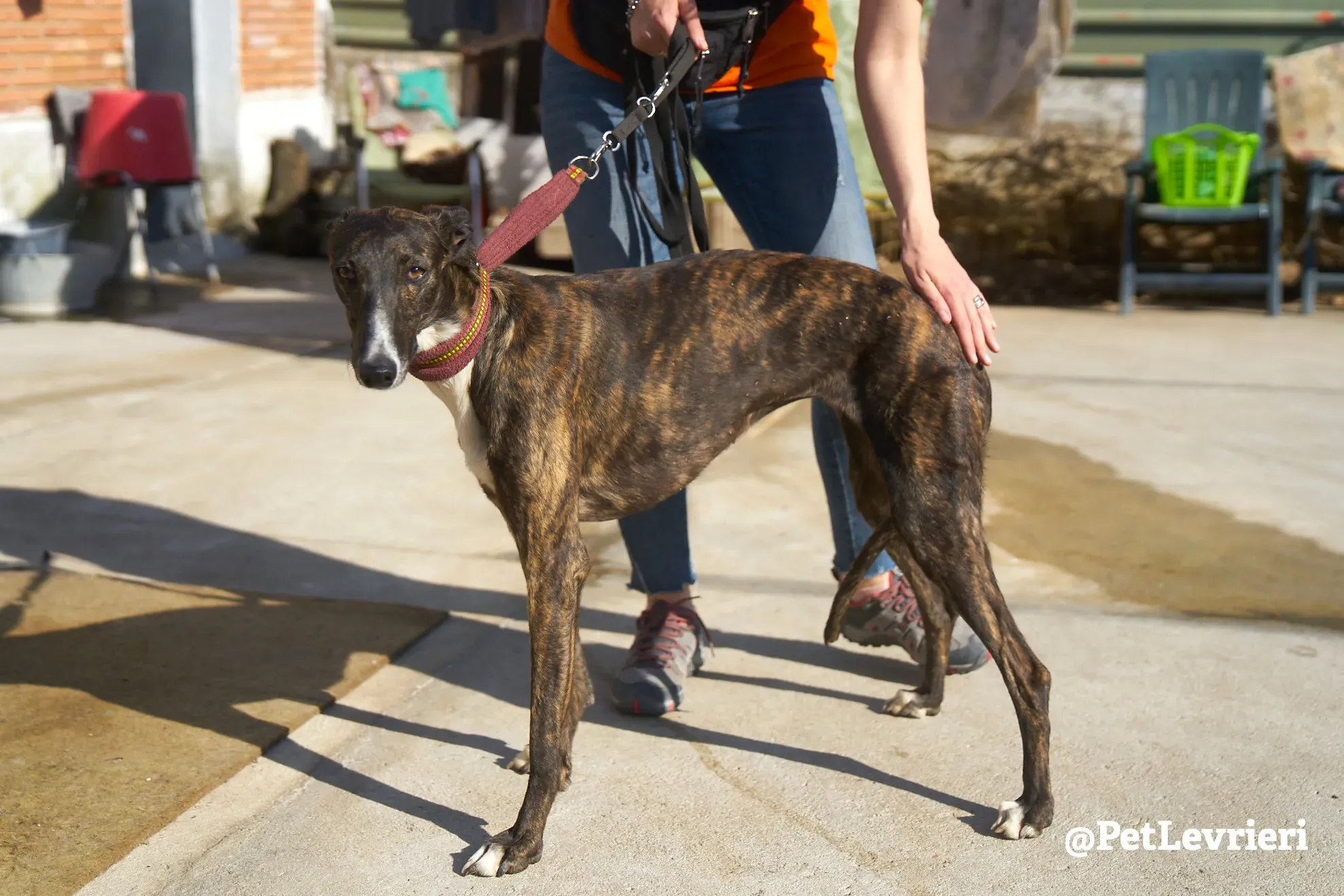 leona adozione galgo 3