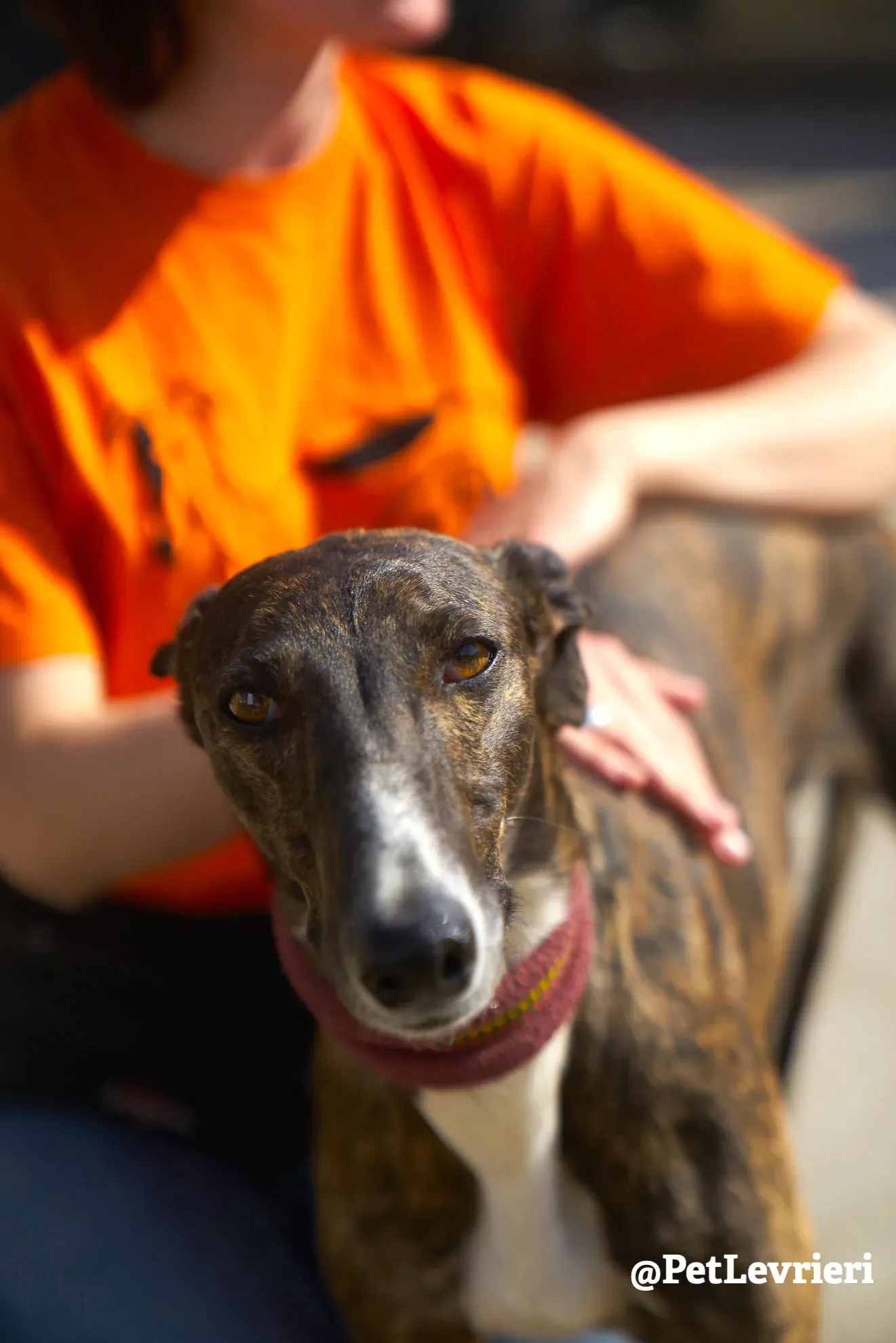 leona adozione galgo 4