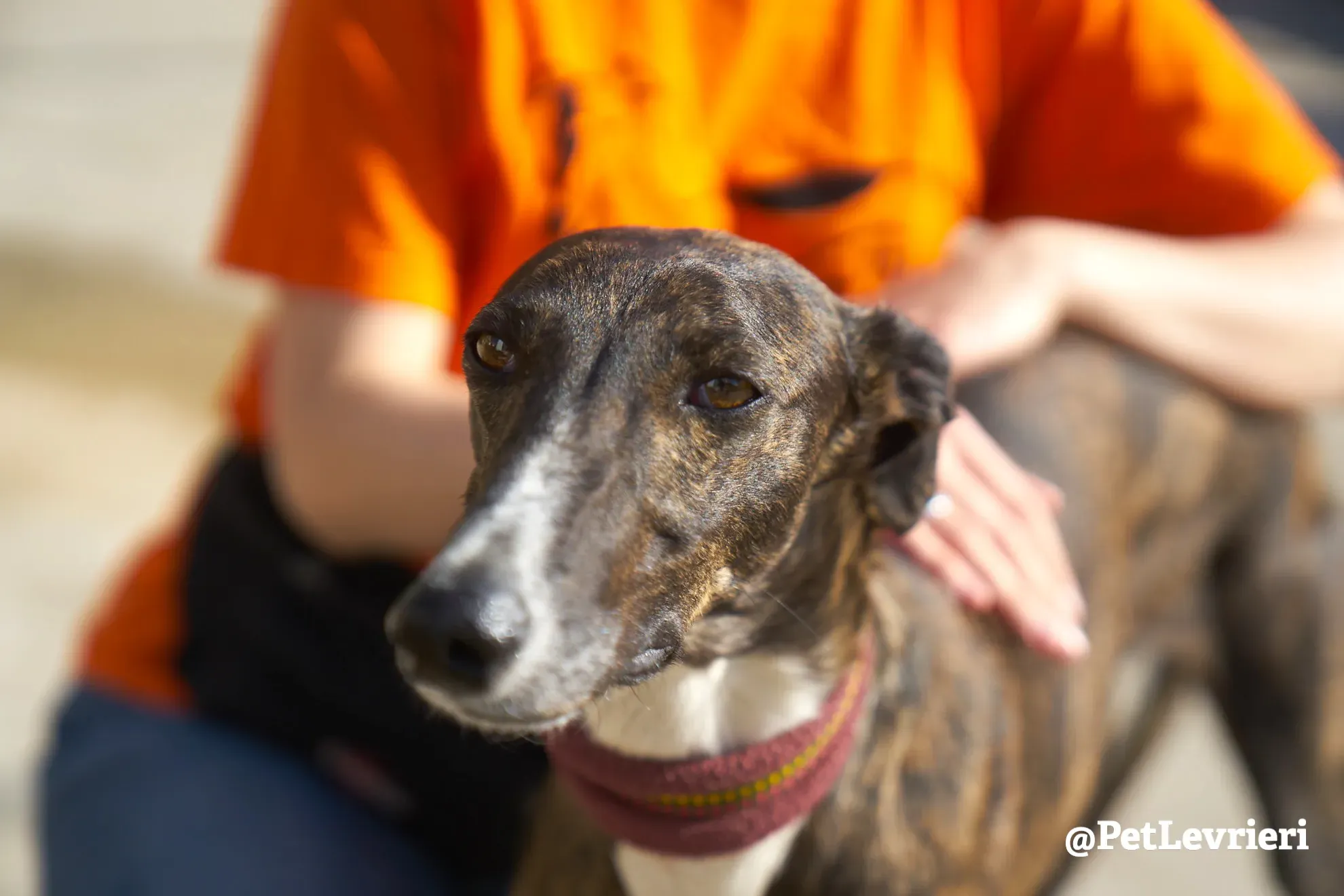 leona adozione galgo 5