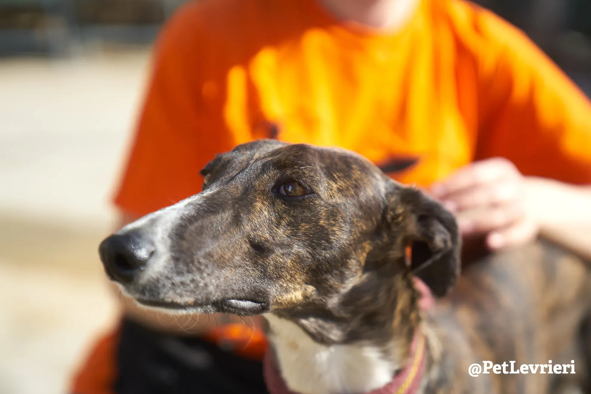 leona adozione galgo 6