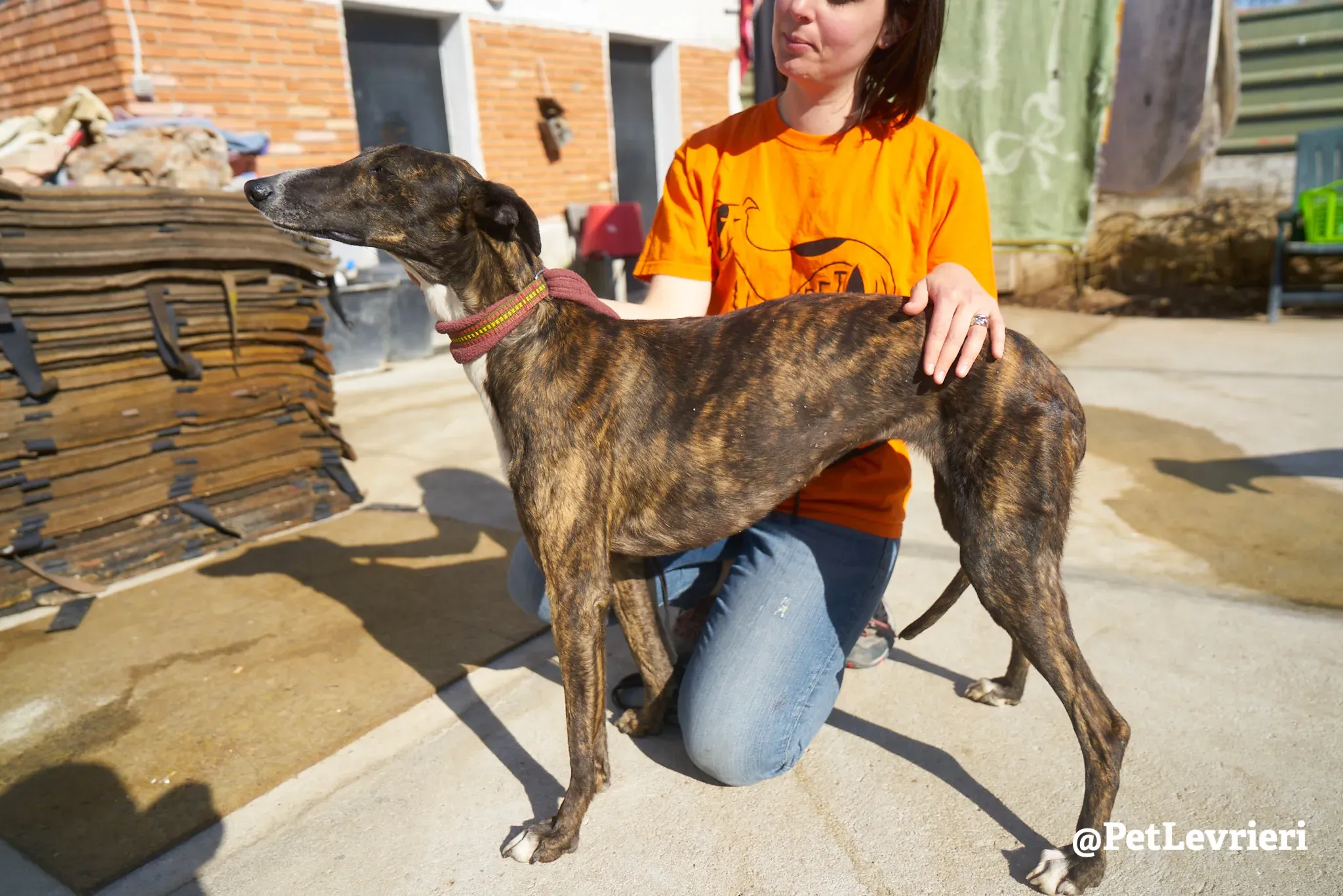leona adozione galgo 7